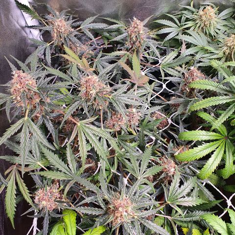 Ciclo 02 growlog timeline photo