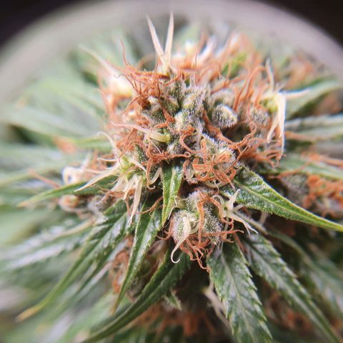 Ciclo 02 growlog timeline photo