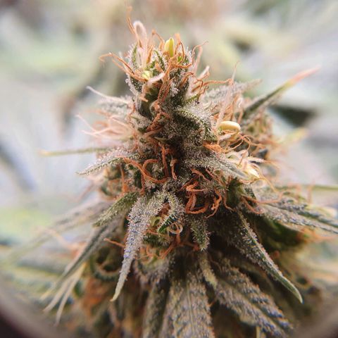 Ciclo 02 growlog timeline photo