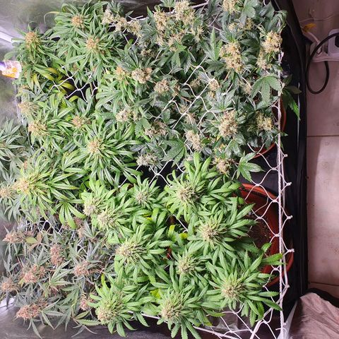 Ciclo 02 growlog timeline photo