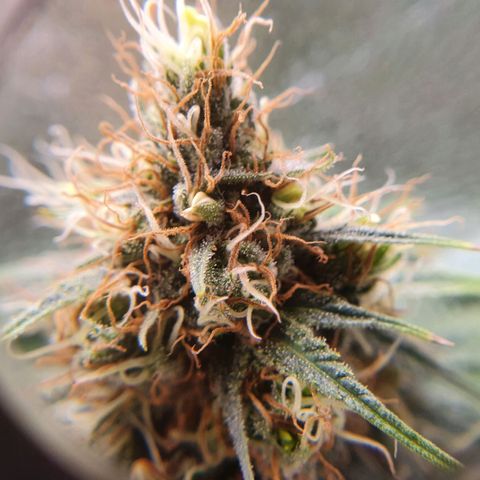 Ciclo 02 growlog timeline photo