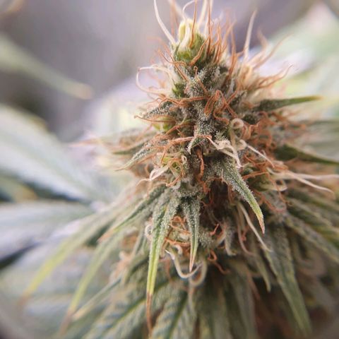 Ciclo 02 growlog timeline photo