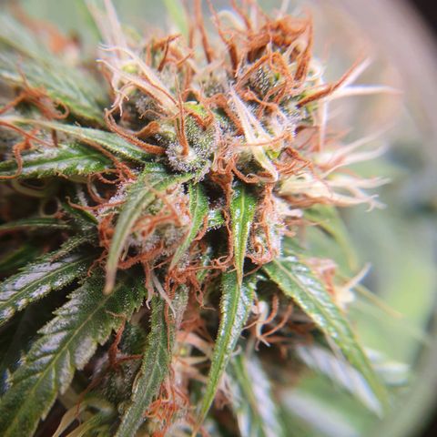 Ciclo 02 growlog timeline photo