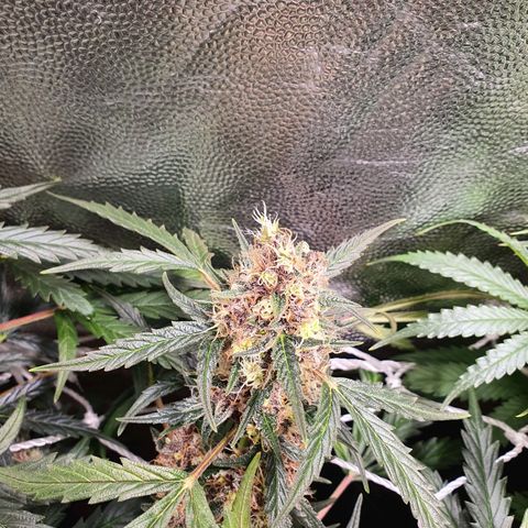 Ciclo 02 growlog timeline photo