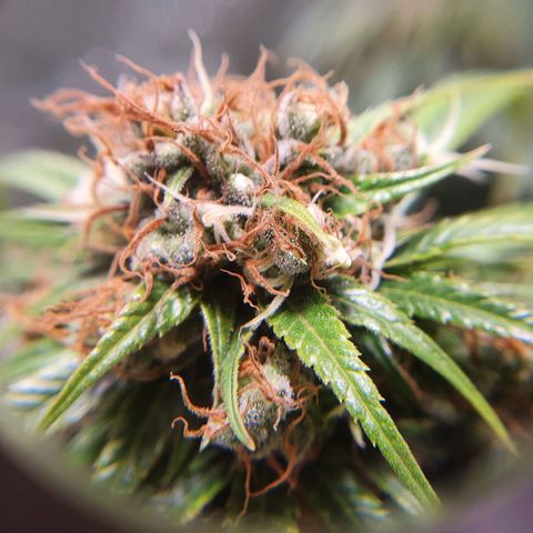 Ciclo 02 growlog timeline photo