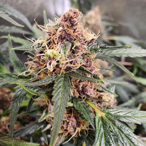 Ciclo 02 growlog timeline photo