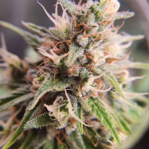 Ciclo 02 growlog timeline photo
