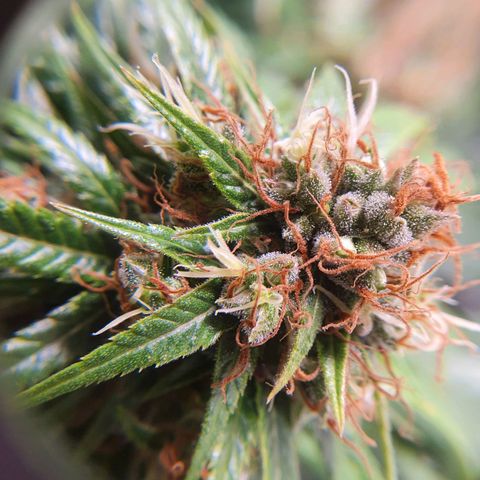Ciclo 02 growlog timeline photo