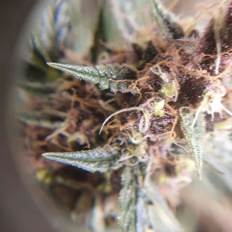 Ciclo 02 growlog timeline photo