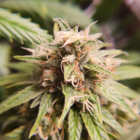 Ciclo 02 growlog timeline photo