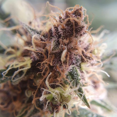 Ciclo 02 growlog timeline photo