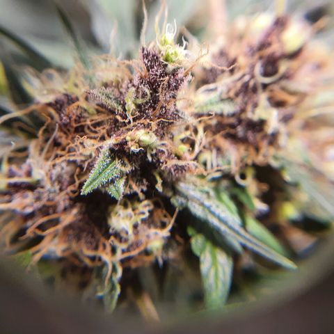 Ciclo 02 growlog timeline photo