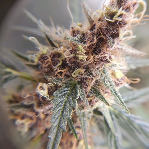 Ciclo 02 growlog timeline photo