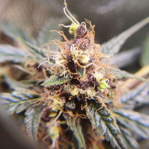 Ciclo 02 growlog timeline photo