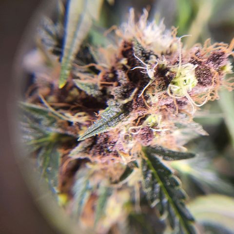 Ciclo 02 growlog timeline photo