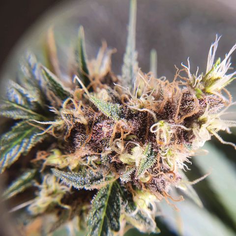 Ciclo 02 growlog timeline photo
