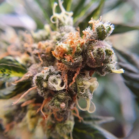 Ciclo 02 growlog timeline photo