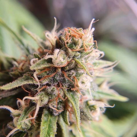 Ciclo 02 growlog timeline photo