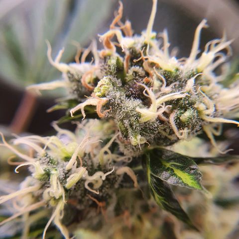 Ciclo 02 growlog timeline photo