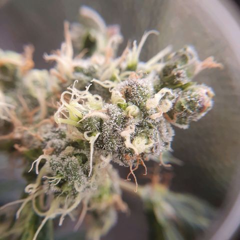 Ciclo 02 growlog timeline photo
