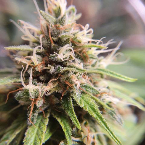 Ciclo 02 growlog timeline photo
