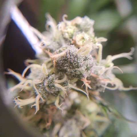 Ciclo 02 growlog timeline photo