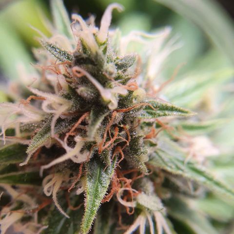 Ciclo 02 growlog timeline photo