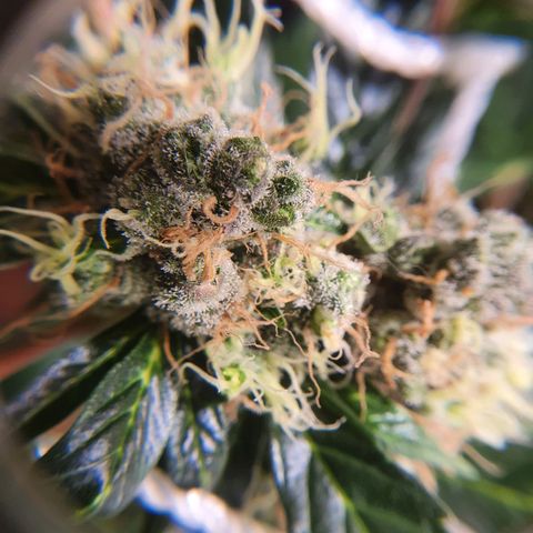 Ciclo 02 growlog timeline photo