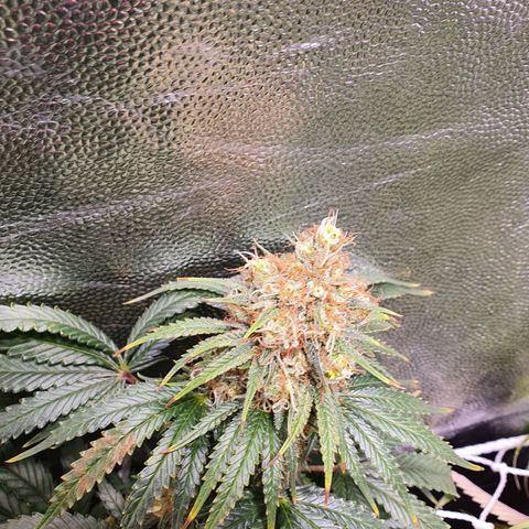 Ciclo 02 growlog timeline photo