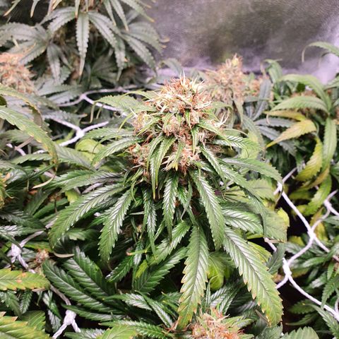 Ciclo 02 growlog timeline photo