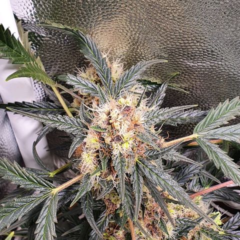 Ciclo 02 growlog timeline photo