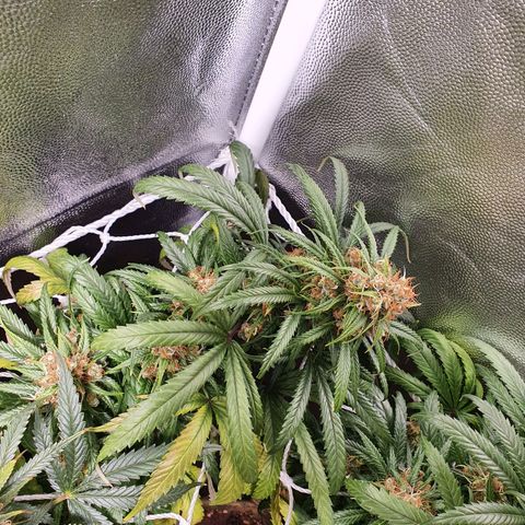 Ciclo 02 growlog timeline photo