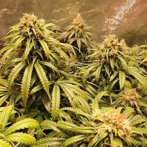 Ciclo 02 growlog timeline photo