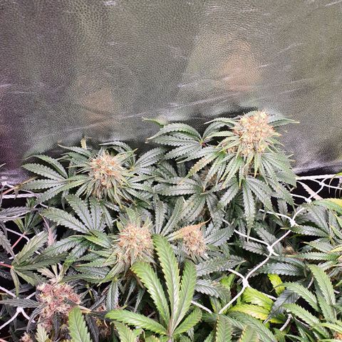 Ciclo 02 growlog timeline photo