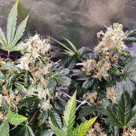 Ciclo 02 growlog timeline photo