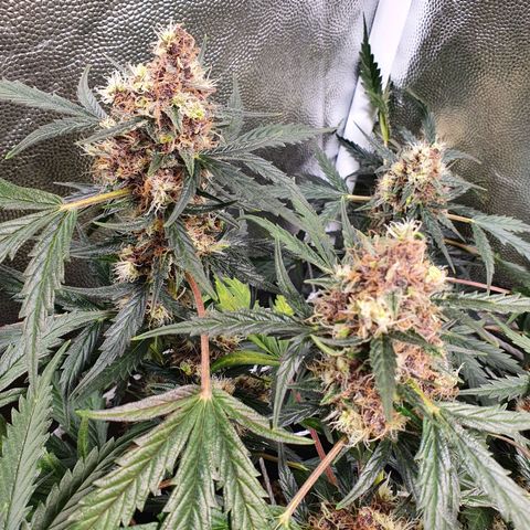 Ciclo 02 growlog timeline photo