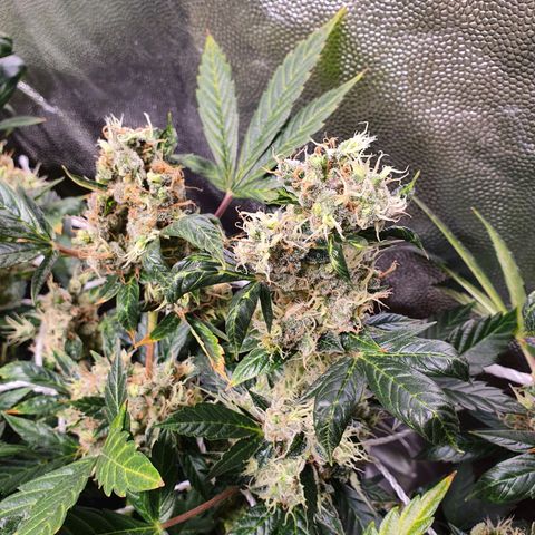 Ciclo 02 growlog timeline photo