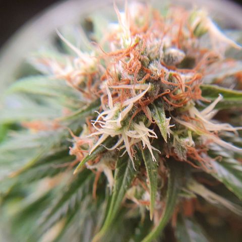 Ciclo 02 growlog timeline photo