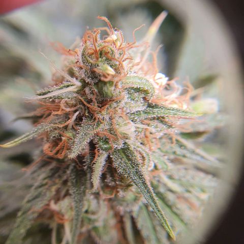Ciclo 02 growlog timeline photo