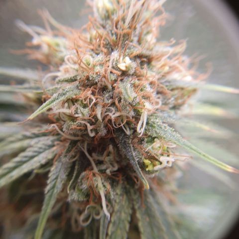 Ciclo 02 growlog timeline photo