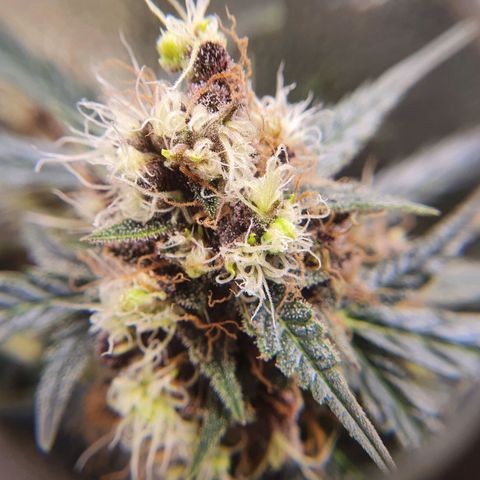 Ciclo 02 growlog timeline photo