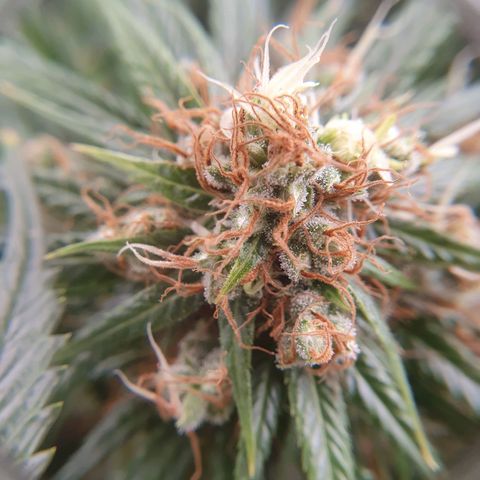 Ciclo 02 growlog timeline photo