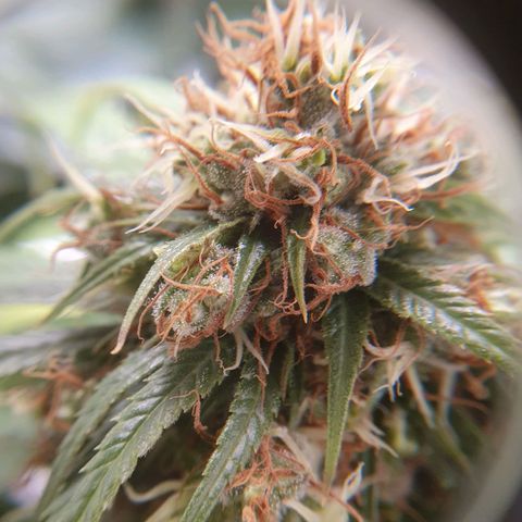 Ciclo 02 growlog timeline photo