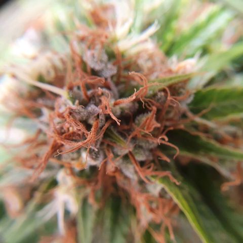 Ciclo 02 growlog timeline photo