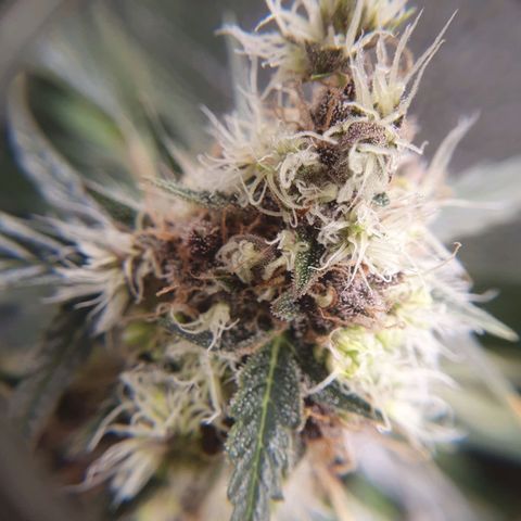 Ciclo 02 growlog timeline photo