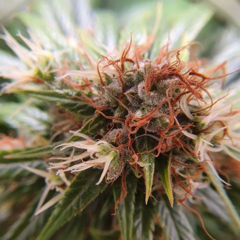 Ciclo 02 growlog timeline photo
