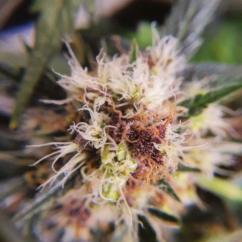 Ciclo 02 growlog timeline photo