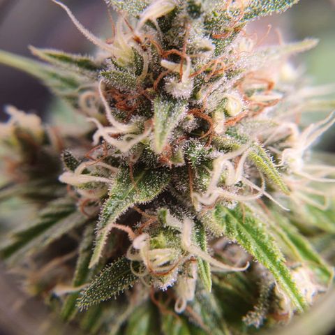 Ciclo 02 growlog timeline photo