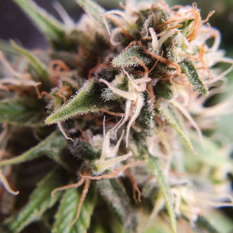 Ciclo 02 growlog timeline photo