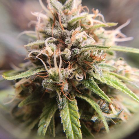 Ciclo 02 growlog timeline photo
